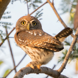 Gambia Birding - Owl